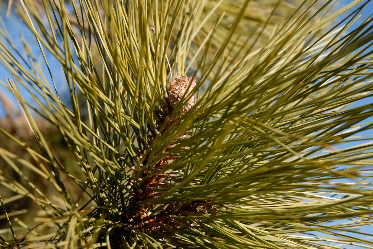 Ponderosa Pine